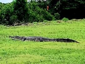 A 4m saltwater crocodile walks away from the South Alligator River boat ramp carpark in Kakadu National Park and into nearby bush. Picture: Dayne Kopp