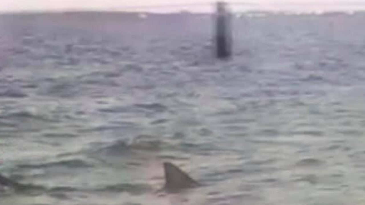 Brighton Le Sands shark sighting | Daily Telegraph