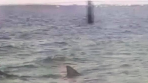 The shark’s fin emerging from the water at Brighton Le Sands last night. Picture: Supplied by Tanya Kul