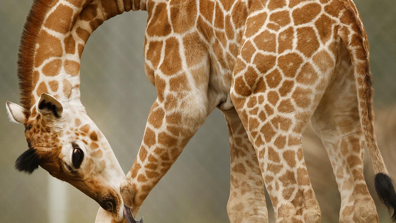 Jigsaw or Longy McLongneck: Your chance to name baby giraffe