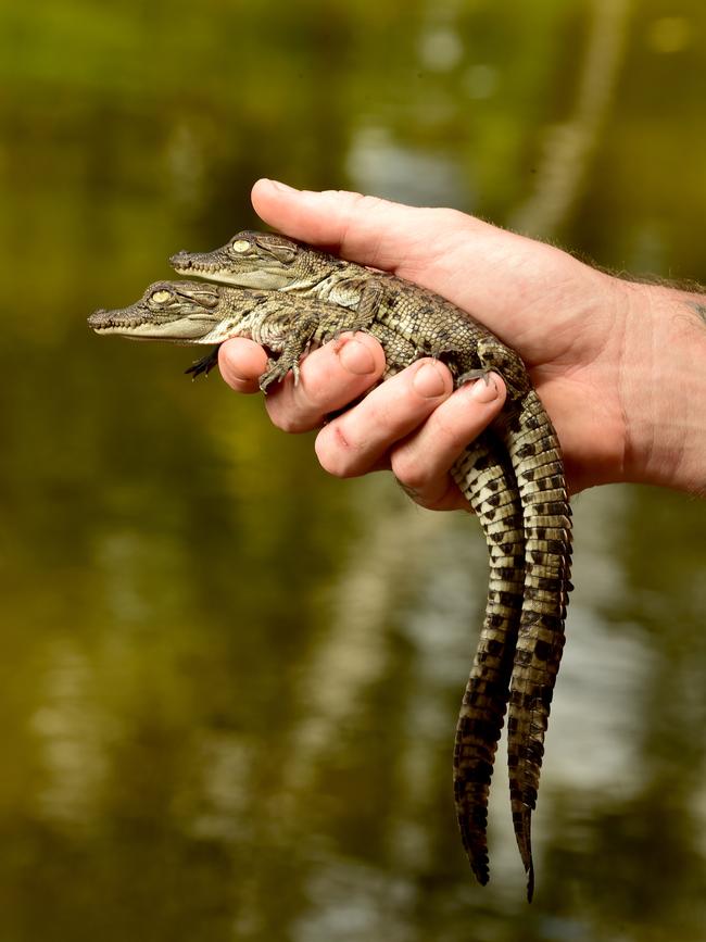 BEST PHOTOGRAPHS 2022. Evan Morgan. Day-old crocodile hatchlings at Billabong Sanctuary. Picture: Evan Morgan