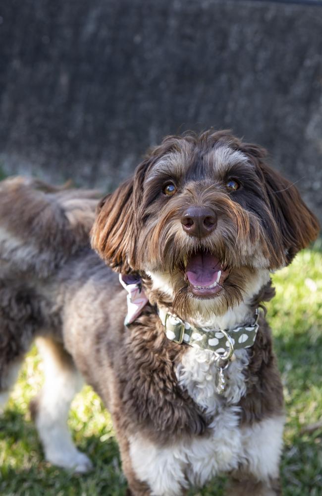 Audrey the bordoodle (poodle x border collie) is owned by Linda Jenkins and her 19-year-old twin daughters Alanah and Sophie. Picture: Mark Cranitch.