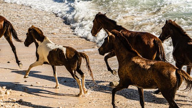 The resident troupe of Sandalwood ponies on the beach at Nihi Sumba. Picture: Chris Schalkx