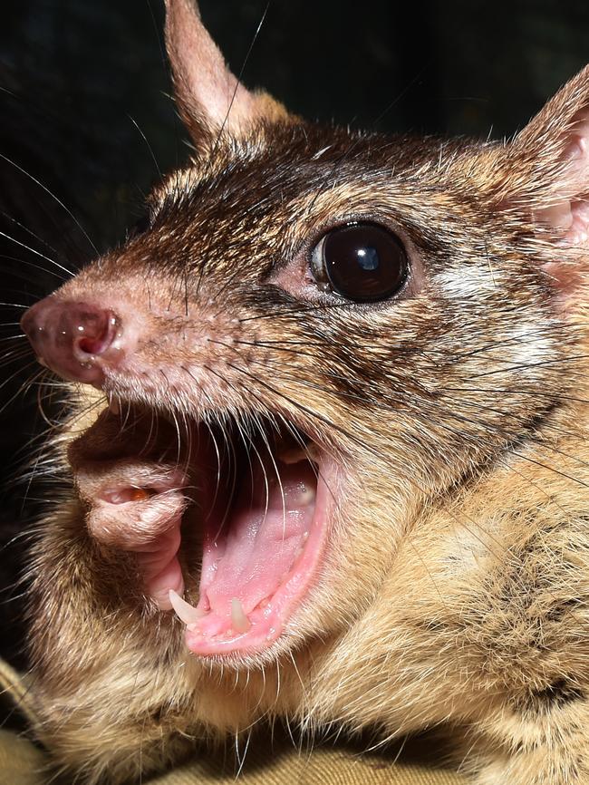 Australia’s native cat, the quoll. Source: News Corp Australia