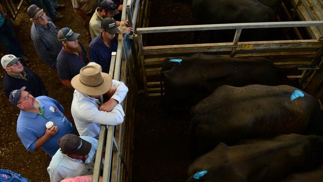 Checking form: Feedlots are stepping their buying efforts. Picture: Zoe Phillips