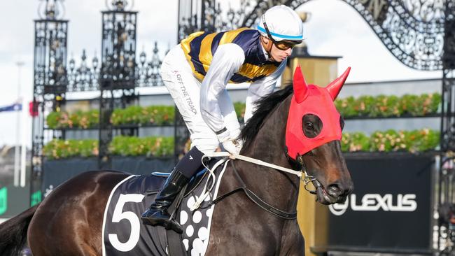 Warmonger (NZ) on the way to the barriers prior to the running of  the Crown Makybe Diva Stakes at Flemington Racecourse on September 14, 2024 in Flemington, Australia. (Photo by George Sal/Racing Photos via Getty Images)