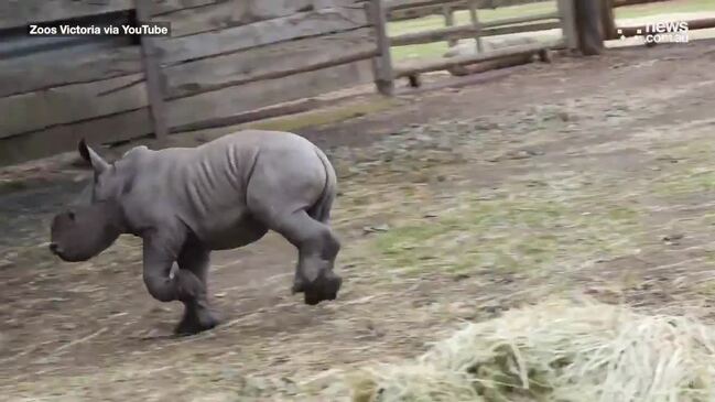 White rhino calf brings joy