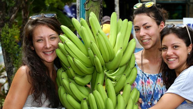 Italian tourists who are working as banana packers , Vanessa Muzzone, Francesca Dal-Bello and Arianna Tarassi  check out the  bunch of bannanas for the "Guess the weight of the bunch competition " at the  Feast of the Senses in Innisfail.