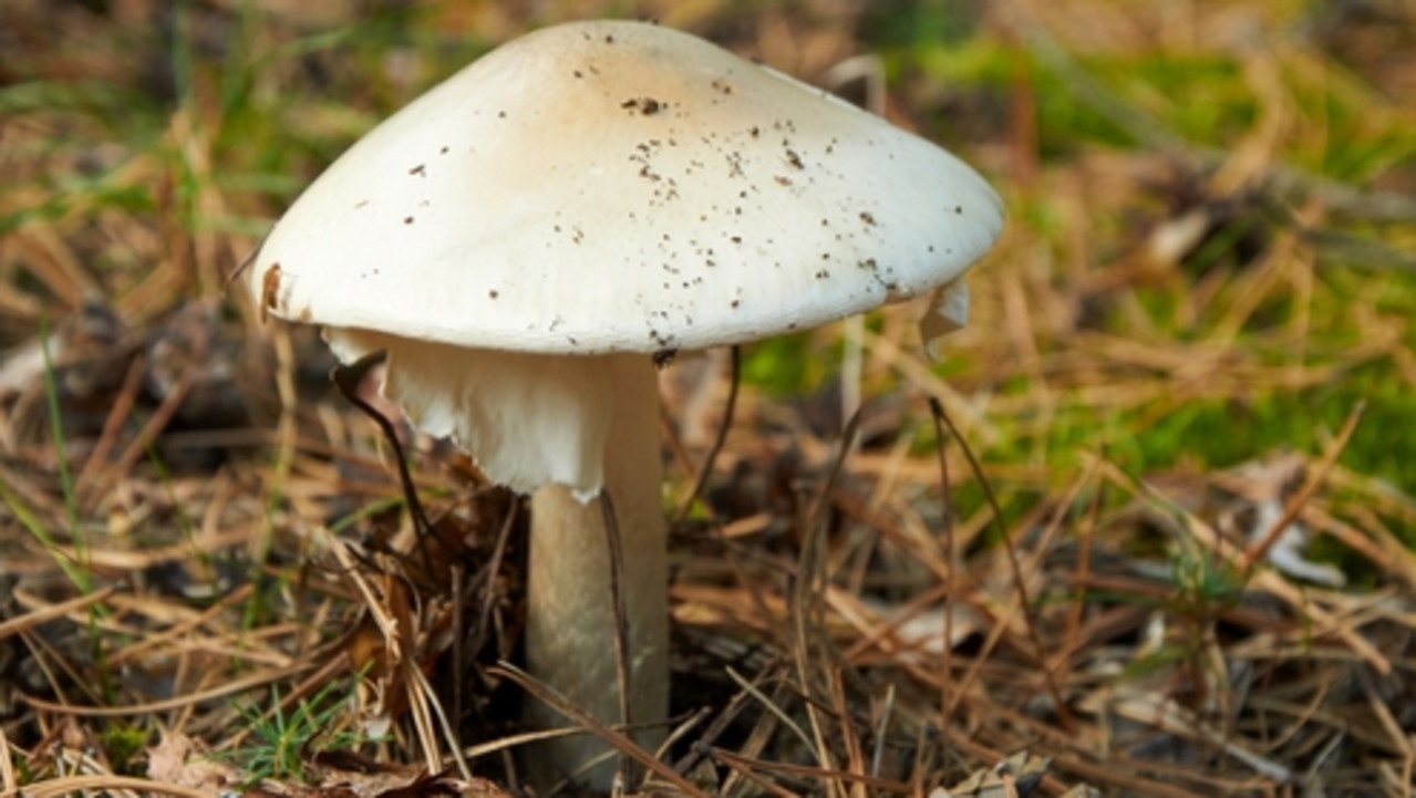 Death cap mushrooms typically grow under oak trees and are found in Victoria and the Australian Capital Territory.