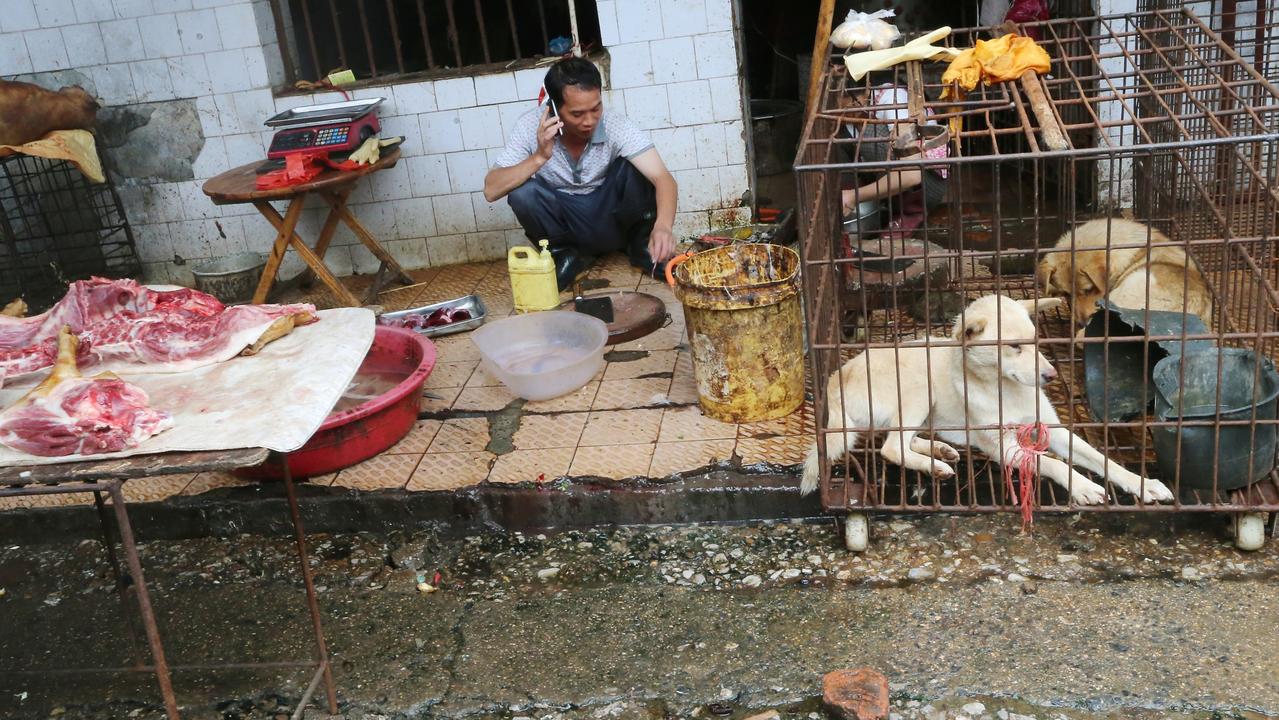 Live and dead dogs at a wet market in Guilin in southern China. Picture: David Wong/South China Morning Post via Getty