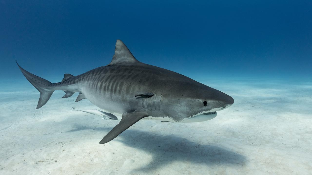 Whaler and tiger sharks (pictured) enjoy eating stingrays. Picture: Supplied/ iStock