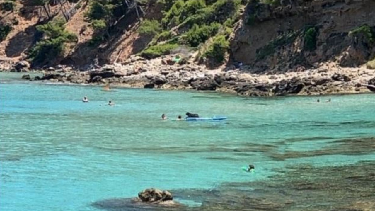 But just when you think one unusual paddleboard sighting is enough, you see a dog enjoying the sport. Picture: Google Maps