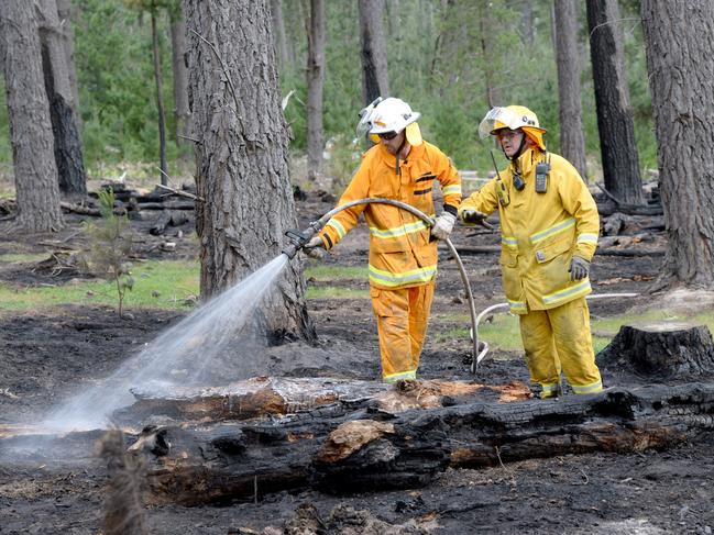 Police are investigating a deliberately lit fire in a pine forest at Mt Pleasant. Police and CFS at the scene.