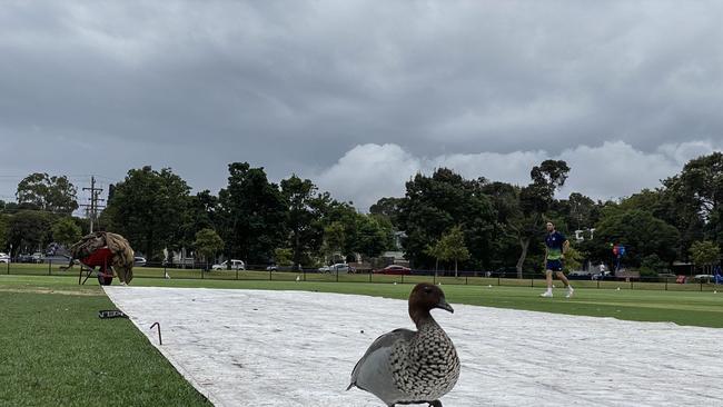 The only ducks on Geelong’s cricket fields may be this one this round, after another weekend was washed away. Picture: Valeriu Campan