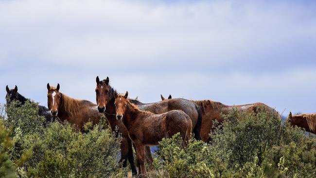 SUNDAY TELEGRAPH SPECIAL. MUST CONTACT JEFF DARMANIN ST PIC ED BEFORE PUBLISHING.  Mob of brumbies on a hill top. FEES APPLY, ONE TIME USE, NO ARCHIVE. MUST CREDIT MUST CREDIT PAUL MCIVER