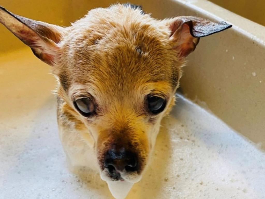 Pebbles, a toy fox terrier, died at age 22. Picture: Guinness World Records