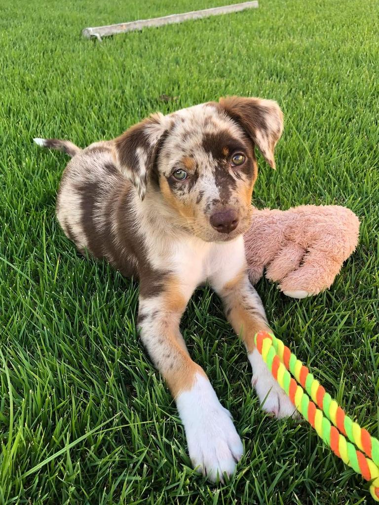 Cairns’ cutest dog winner announced as voted by readers | Daily Telegraph