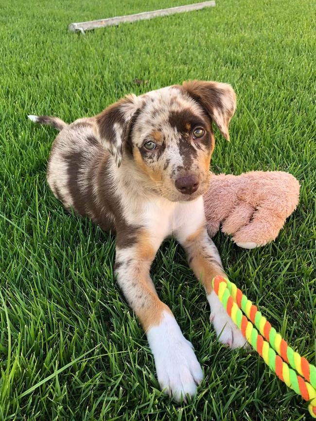 Margot, Cairns Post Cutest Dog nominee March 2022.