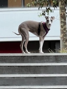 Gia the italian greyhound was mauled to death.