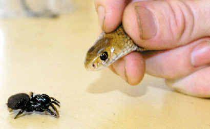 A funnel web spider meets an eastern brown snake. Both were found in Lennox Head within hours of each other. . Picture: Cathy Adams