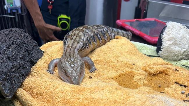 A blue-tongued lizard found itself in a tight spot when it became trapped inside a decorative log. Picture: Supplied.