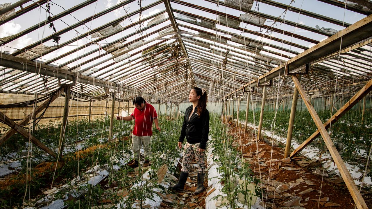 Michael and Elaine Xuan examine one of their smashed glasshouses at their farm in Buckland Park. Picture: The Advertiser/ Morgan Sette