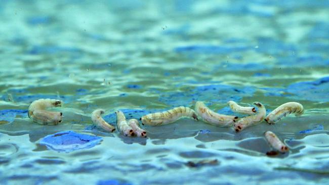 A maggot infestation in the Bilgola ocean baths in January 2018. Northern Beaches Council has been told that maggots have recently been seen feeding on rotting seaweed in a number of local ocean rockpools. File picture: Adam Yip / Manly Daily