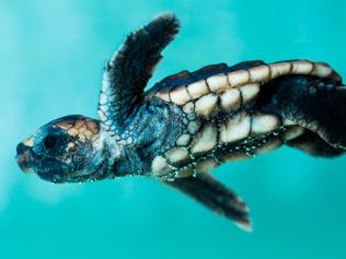 Check out these cuties as they hatch at the World Science Festival Brisbane.