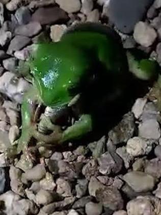 A green tree frog eats a snake. Picture: Supplied