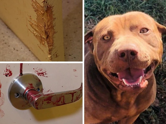 Bloody scene after dog attacks family