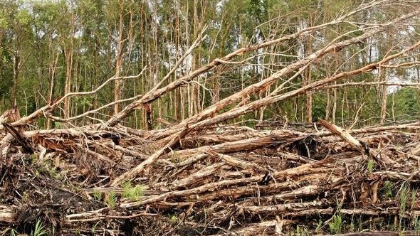 Noosa tree clearing laws are to be tightened under plan changes.