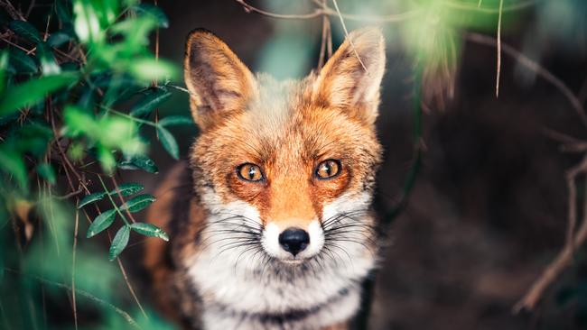 Portrait of curious red fox hiding in the bush.