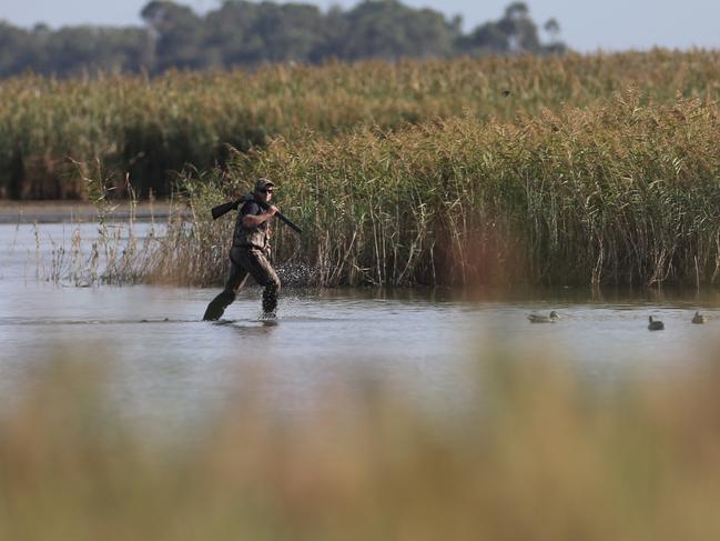 Opening of the duck hunting season at Lake Connewarre. Picture: Peter Ristevski