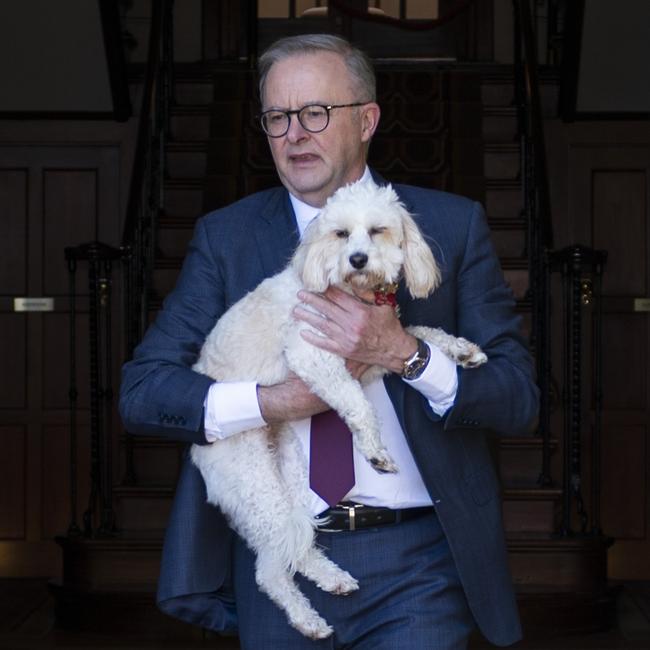 Anthony Albanese and dog Toto. Picture: NCA NewsWire / Martin Ollman