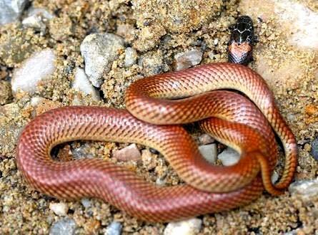 Photos: Snakes Of The Fraser Coast, What To Watch Out For 