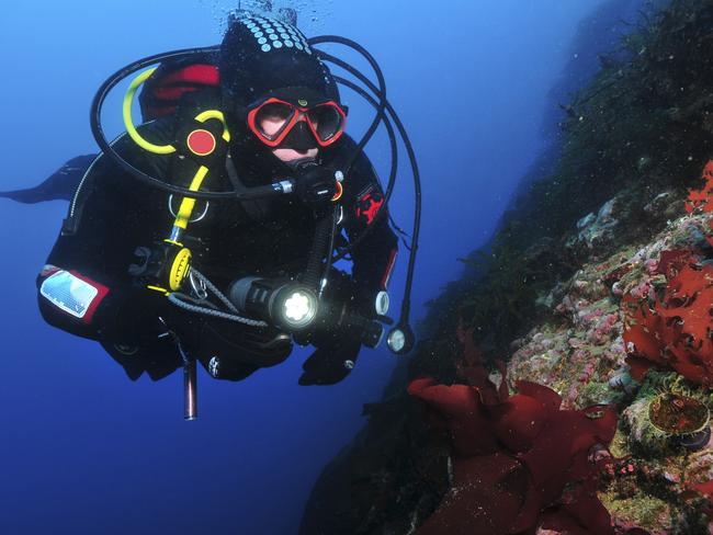 Diver on wall with red algae, Antarctica.