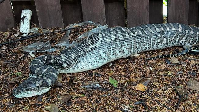 Carpet Python eats pet cat. Picture: Facebook/Sunshine Coast Snake Catchers 24/7.