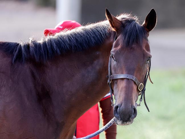 Rodrigo Diaz during trackwork at Werribee Racecourse on October 04, 2022 in Werribee, Australia. Picture: George Sal