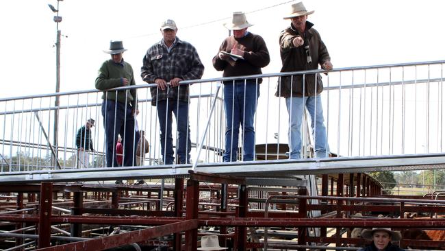 TALKING POINT: Warwick Saleyards.