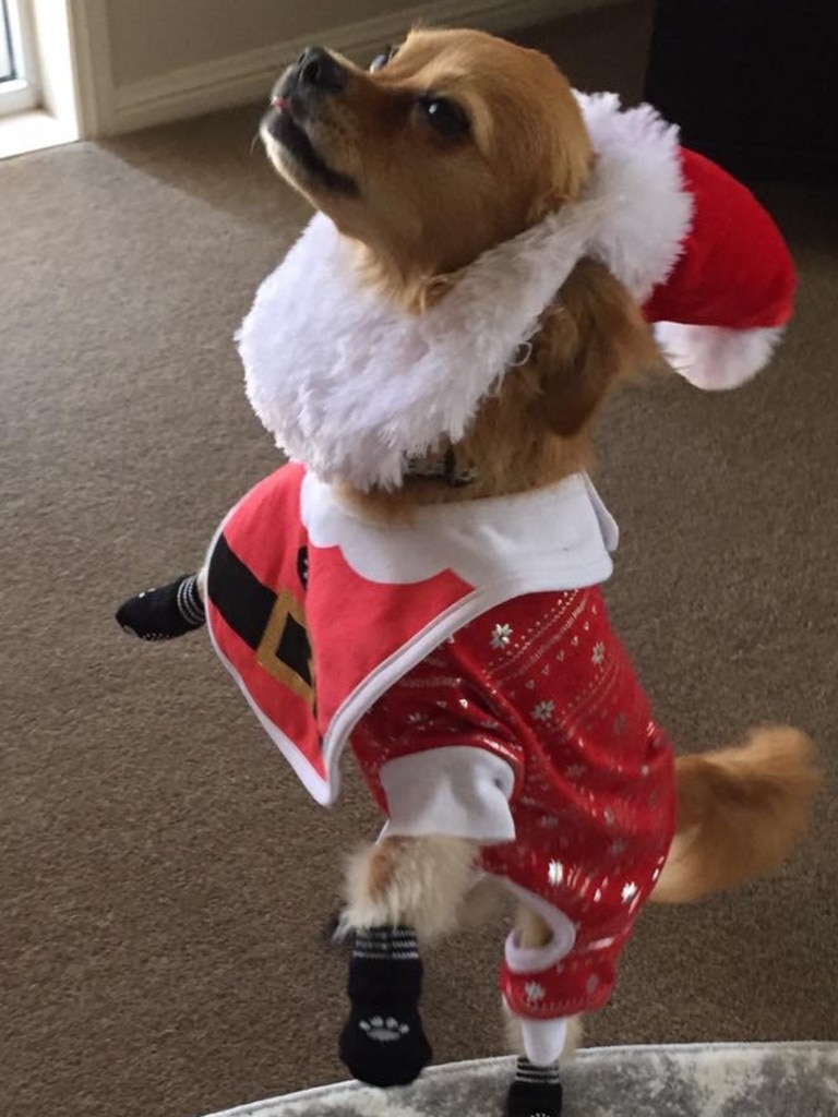 Brisbane’s best Christmas pets: Reader photos | The Courier Mail