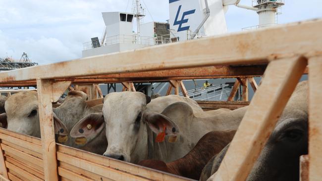 The NT’s live cattle trade continues to be hurt by Indonesia’s live bans.