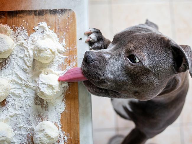 Early socialisation is crucial for American Staffordshire Terriers.