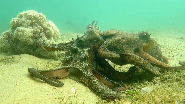 Two octopuses near Soft coral colony in Brisbane Water