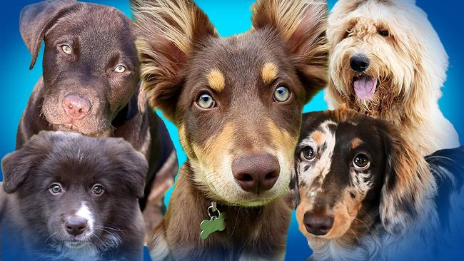 A few of the dogs leading votes in SA's Cutest Dog competition for 2023.