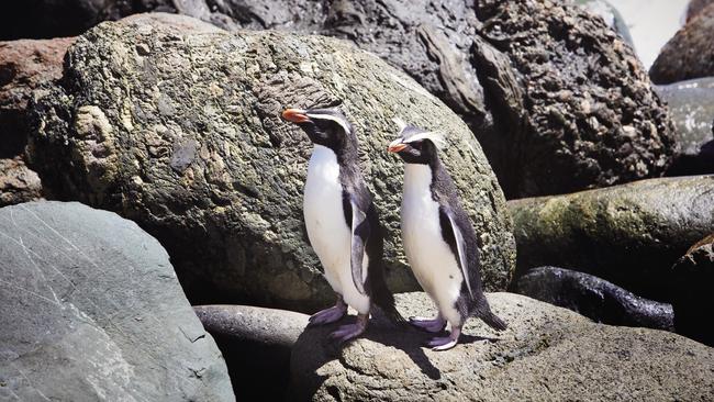 Crested penguins at Long Reef.