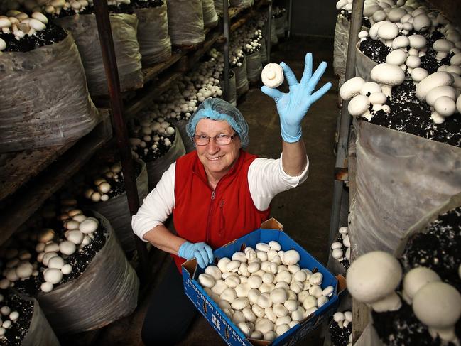 Costa Tasmanian Mushrooms harvest team leader and picker Cheryl Davey at the Spreyton growing facility.