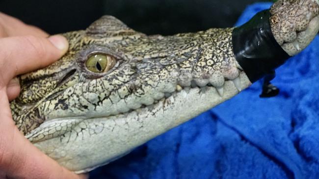 A Doncaster man is facing a fine of up to $41,000 after authorities seized a saltwater crocodile from his house. Picture: Supplied.