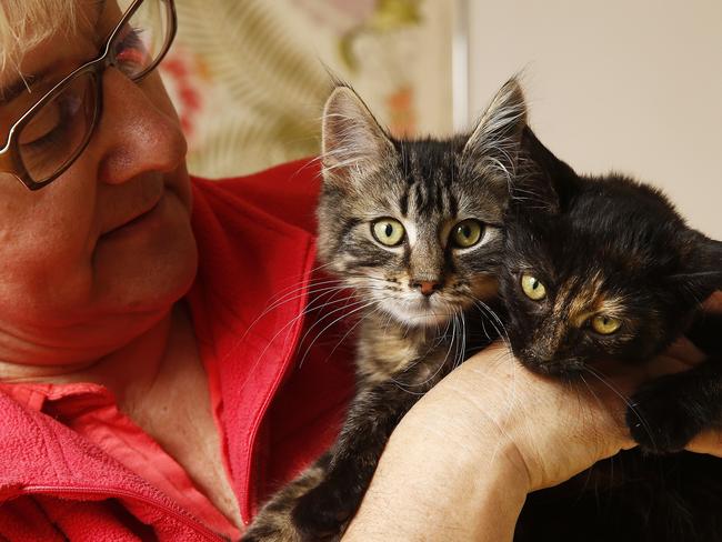 2nd Chance Cat Rescue founder Daniela Maslen and kittens are out in the cold after the sale of her property fell at the last minute.