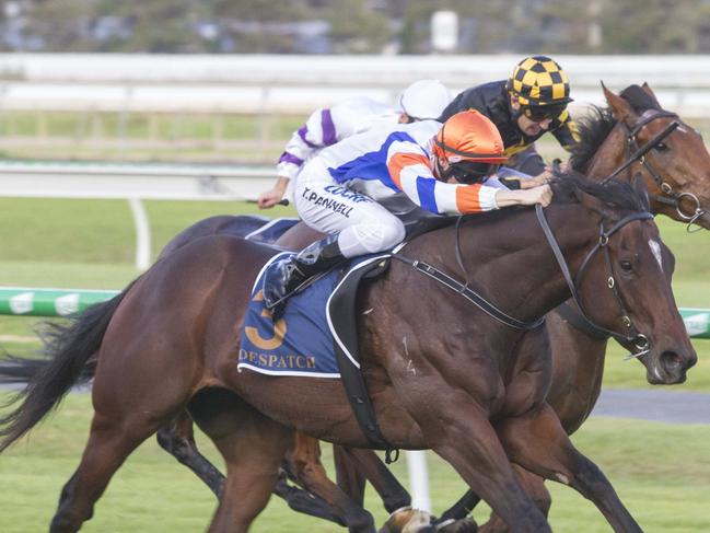 Despatch (Todd Pennell) holds off the fast finishing Behemoth to win the Group 1 Goodwood at Morphettville. Picture: Atkins Photography