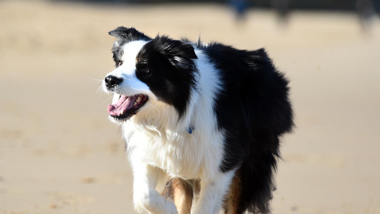 Marlo enjoying the sunshine at the beach in Jan Juc. Picture: David Smith